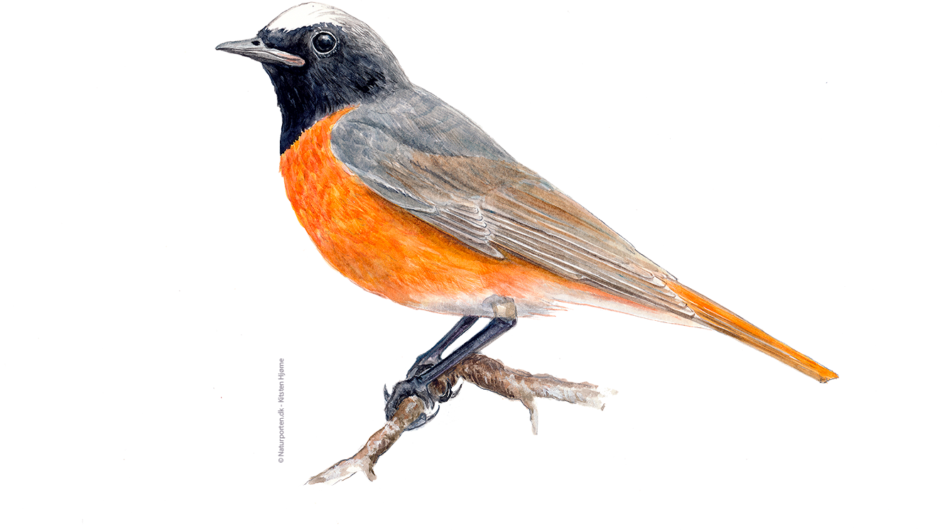 Rødstjert han © Naturporten - Kirsten Hjørne