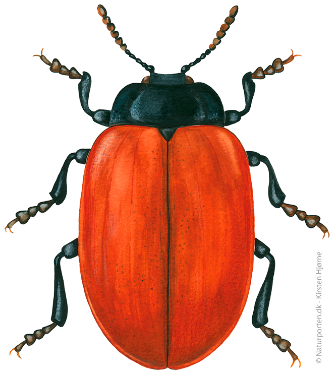 Poppel-bladbille © Naturporten - Kirsten Hjørne