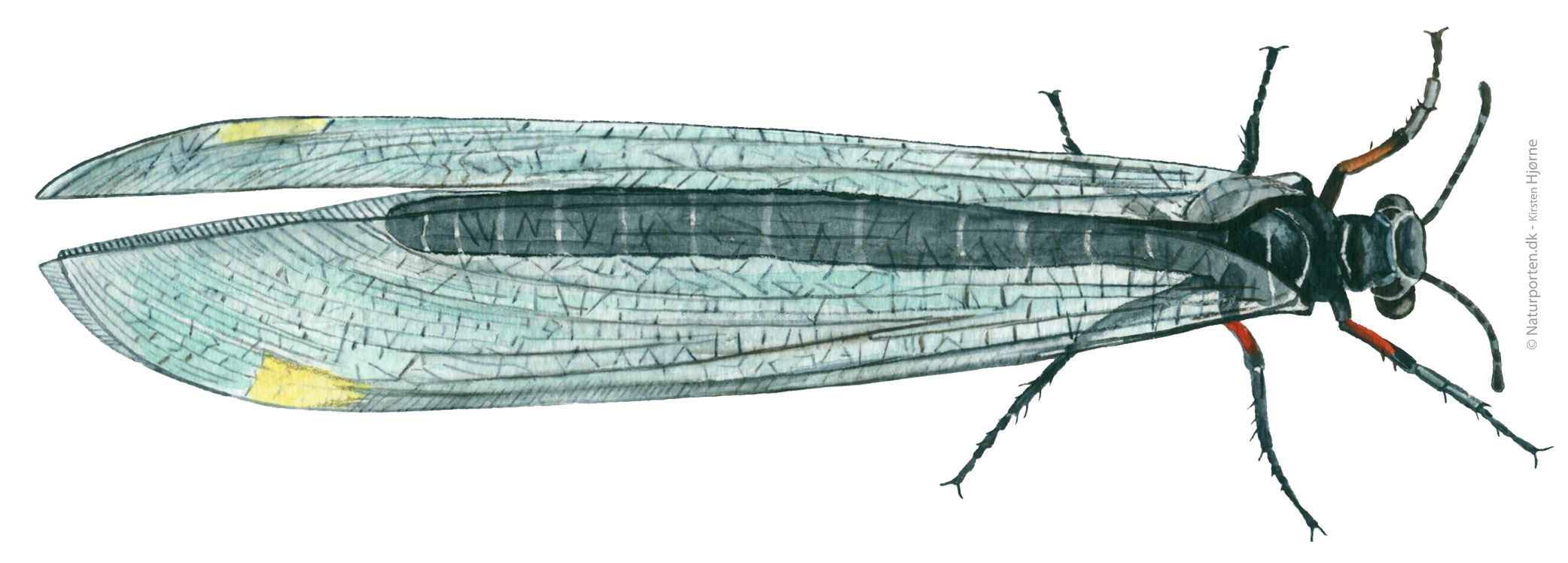 Nordisk myreløve © Naturporten - Kirsten Hjørne