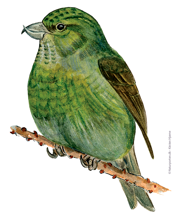 Lille korsnæb hun © Naturporten - Kirsten Hjørne