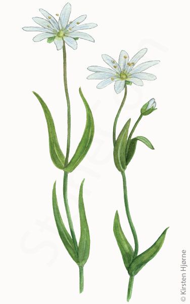 Stilk-fladstjene © Naturporten - Kirsten Hjørne