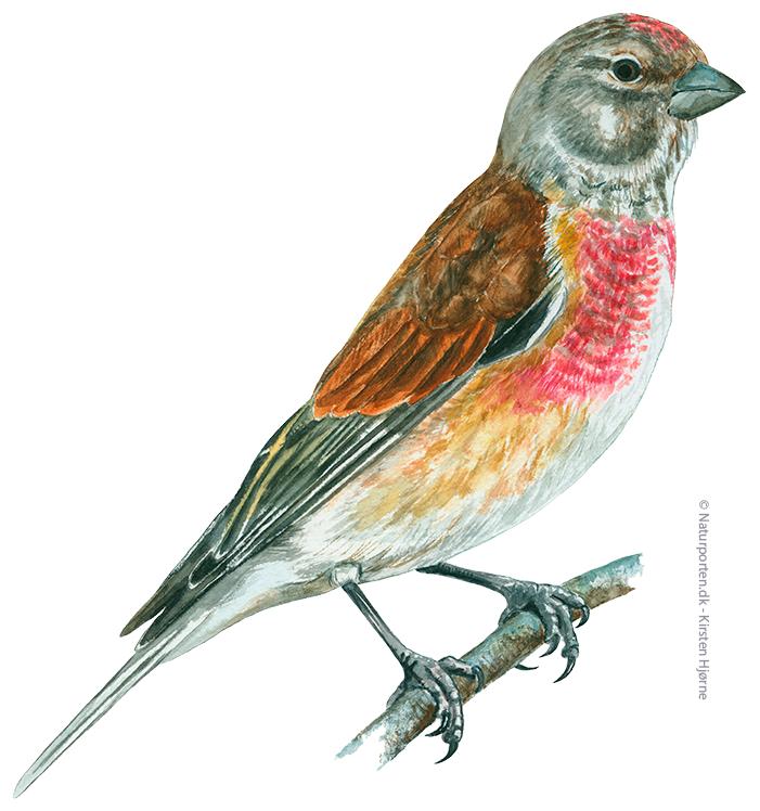 Tornirisk han © Naturporten - Kirsten Hjørne