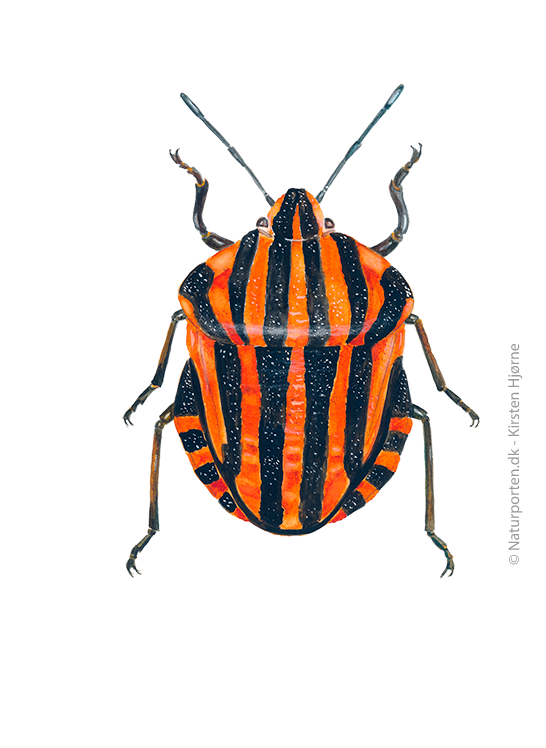 Stribetæge © Naturporten - Kirsten Hjørne