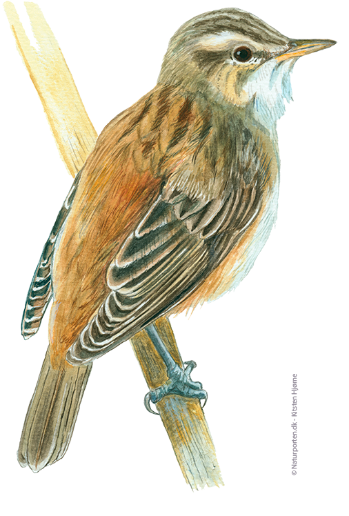 Sivsanger © Naturporten - Kirsten Hjørne