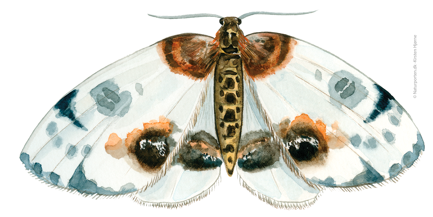 Harlekin  © Naturporten - Kirsten Hjørne