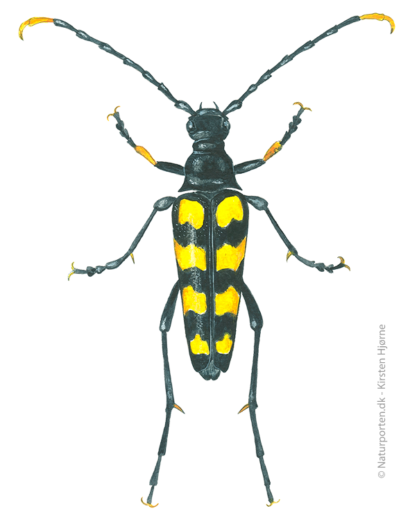 Spraglet blomsterbuk  © Naturporten - Kirsten Hjørne