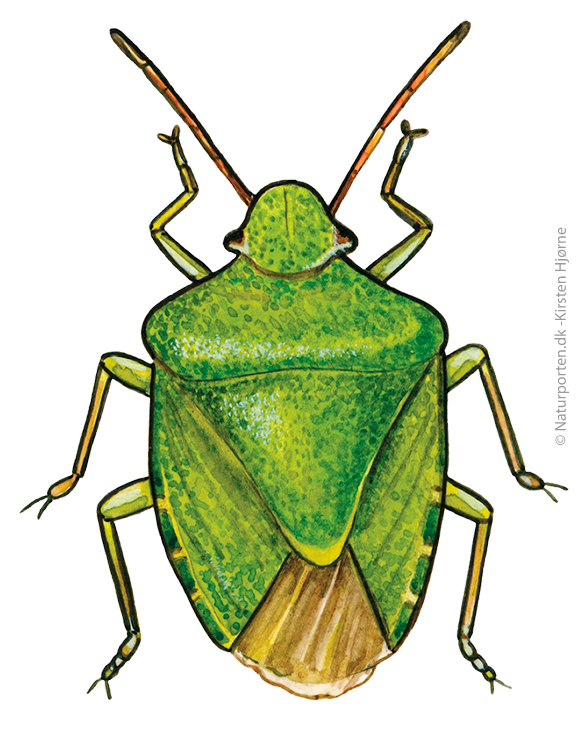 Grøn bredtæge  © Naturporten - Kirsten Hjørne