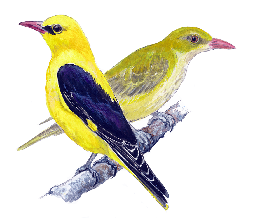 Pirol © Naturporten - Kirsten Hjørne