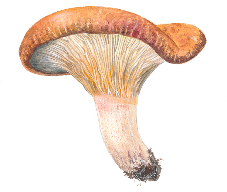 Brunfibret trævlhat © Naturporten - Kirsten Hjørne