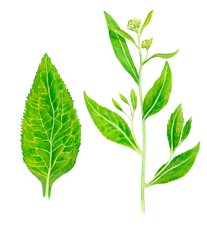 Strandkarse © Naturporten - Kirsten Hjørne