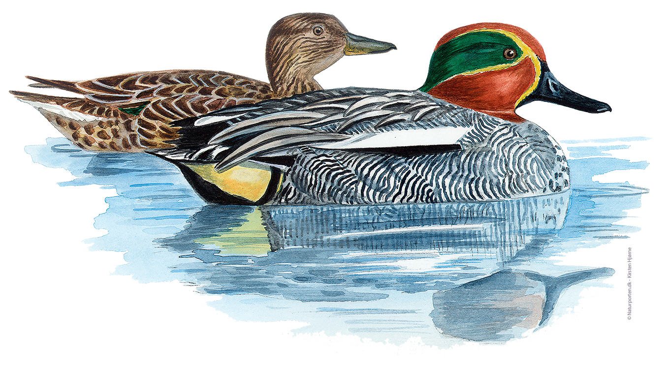 Krikand © Naturporten - Kirsten Hjørne