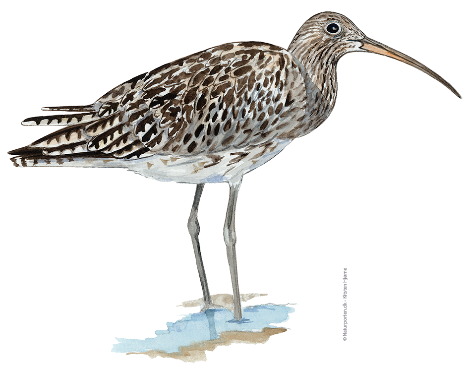 Storspove © Naturporten - Kirsten Hjørne