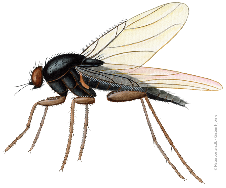 Pukkelflue © Naturporten - Kirsten Hjørne