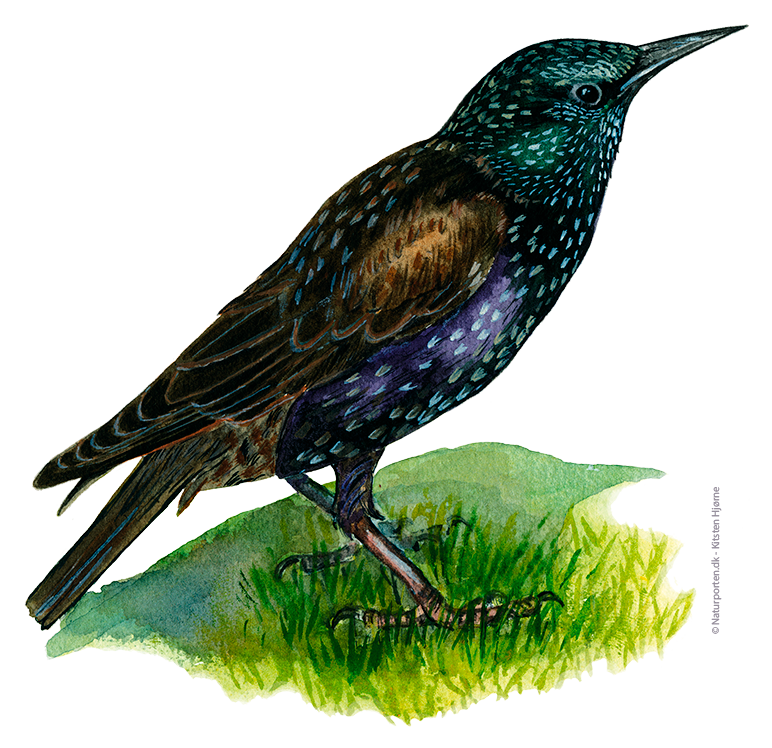 Stær © Naturporten - Kirsten Hjørne