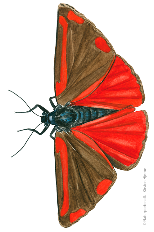 Blodplet  © Naturporten - Kirsten Hjørne