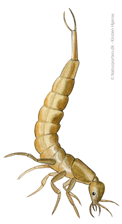 Vandkalv larve © Kirsten Hjørne