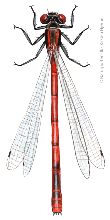 Rød vandnymfe © Naturporten - Kirsten Hjørne