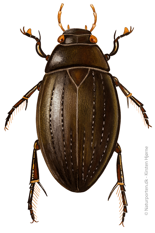 Vandkær © Naturporten - Kirsten Hjørne