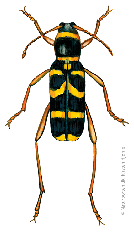 Hvepsebuk  © Naturporten - Kirsten Hjørne