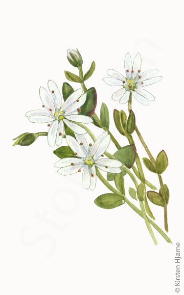 Ranke-fladstjerne © Naturporten - Kirsten Hjørne