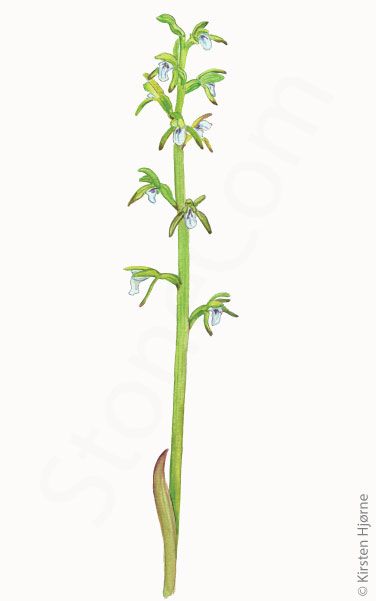 Koralrod © Naturporten - Kirsten Hjørne
