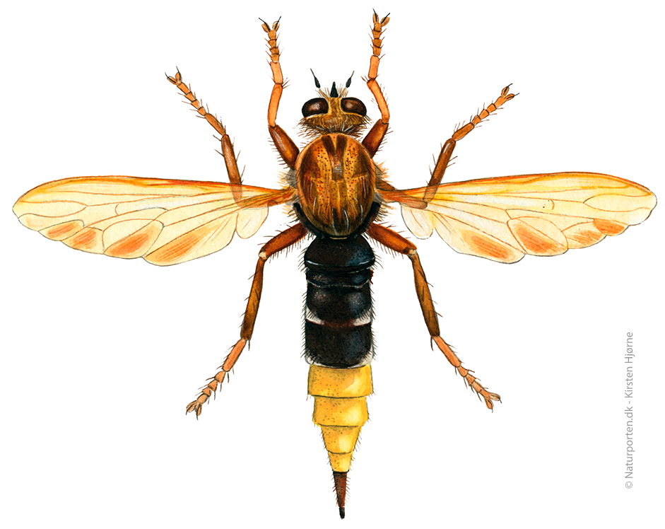 Stor gul rovflue © Naturporten - Kirsten Hjørne