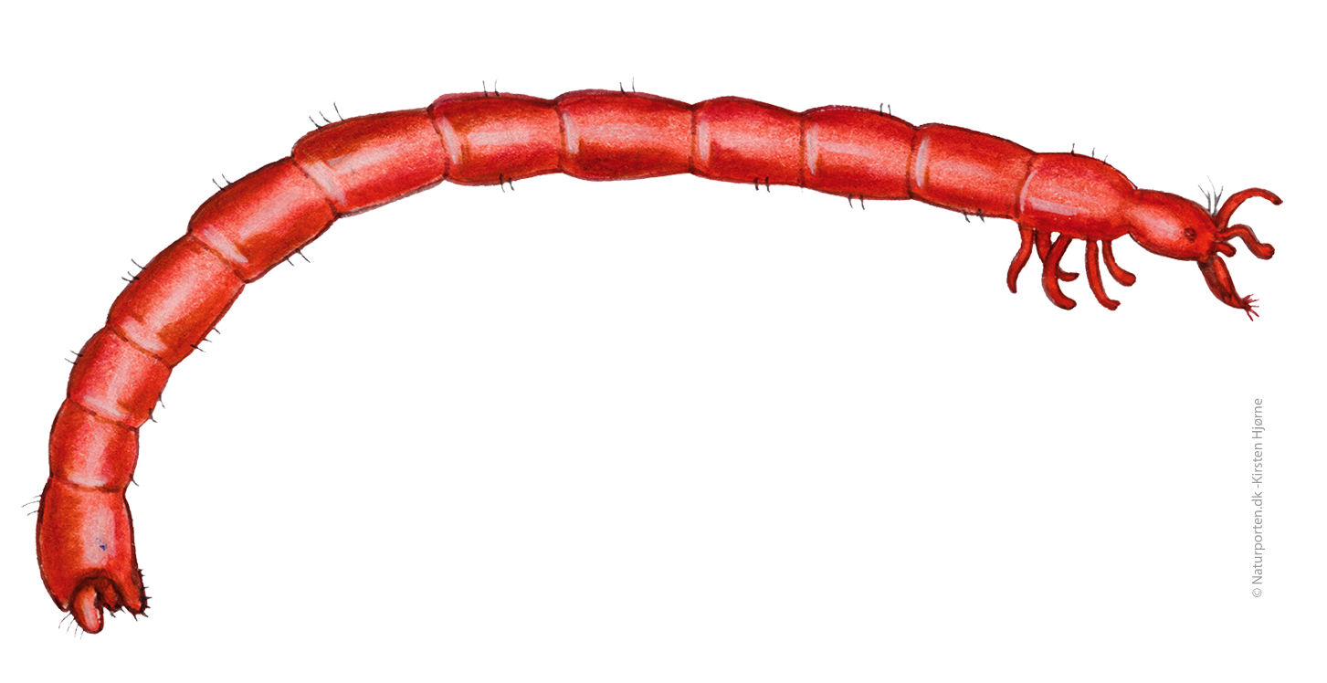 Dansemyg larve  © Naturporten - Kirsten Hjørne