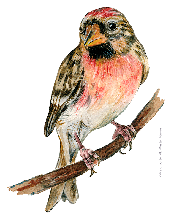 Gråsisken © Naturporten - Kirsten Hjørne