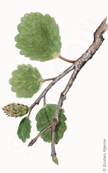 Kirtel-birk © Naturpæorten - Kirsten Hjørne