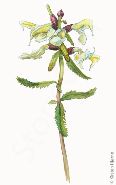 Laplands troldurt © Naturporten - Kirsten Hjørne