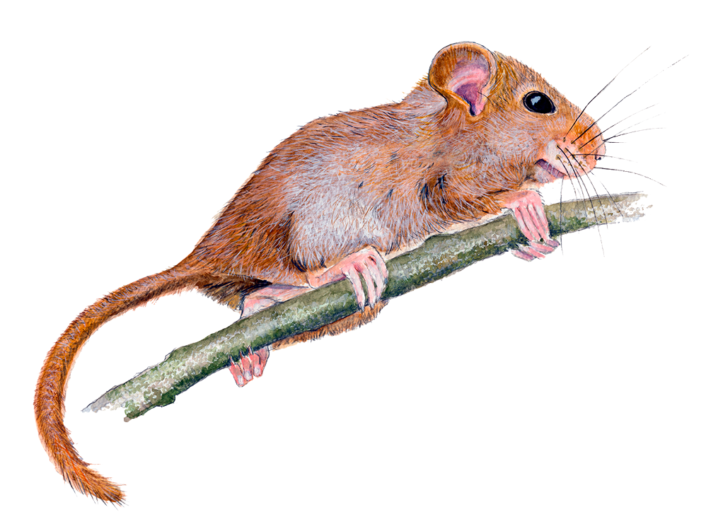 Hasselmus © Naturporten - Kirsten Hjørne