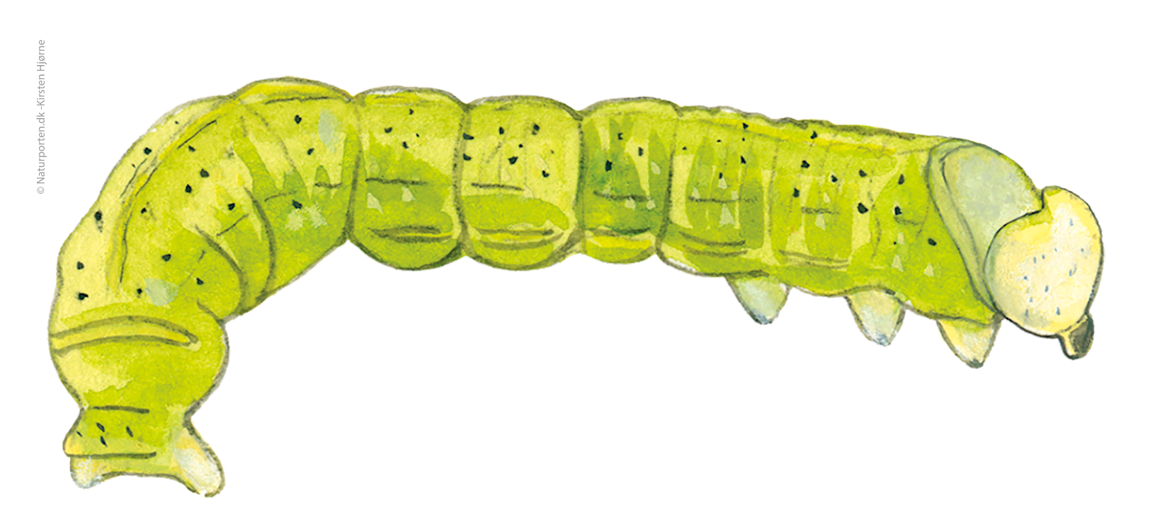 Lille frostmåler larve © Naturporten - Kirsten Hjørne