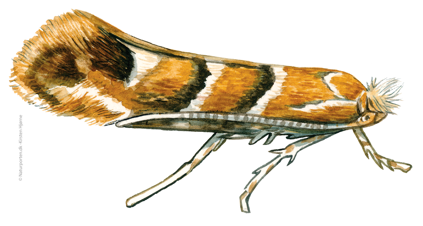 Kastanje minermøl  © Naturporten - Kirsten Hjørne