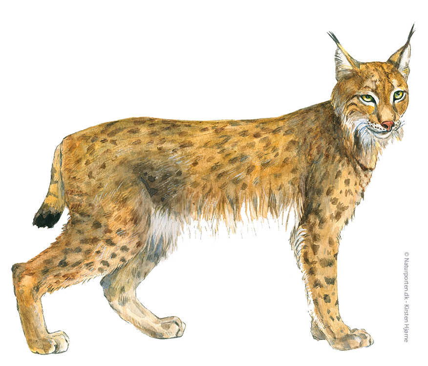 Los © Naturporten - Kirsten Hjørne