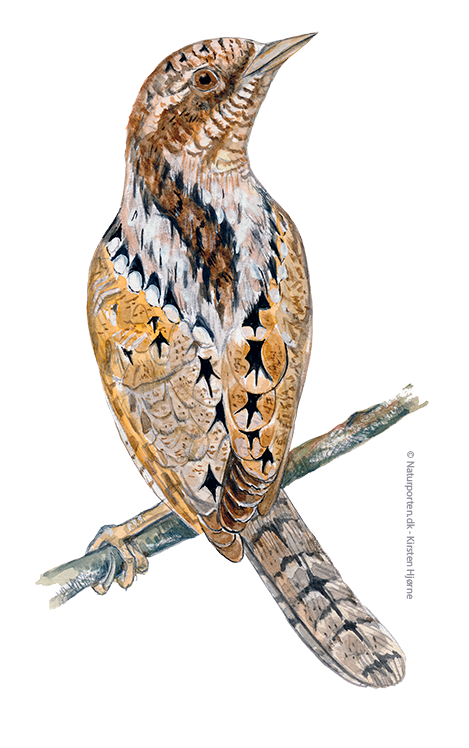 Vendehals © Naturporten - Kirsten Hjørne