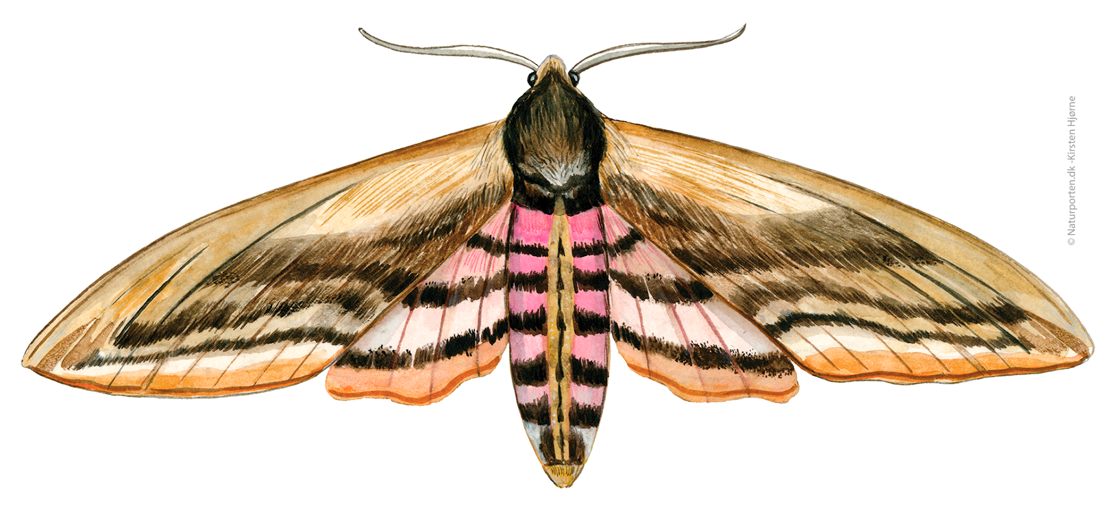 Ligustersværmer © Naturporten - Kirsten Hjørne