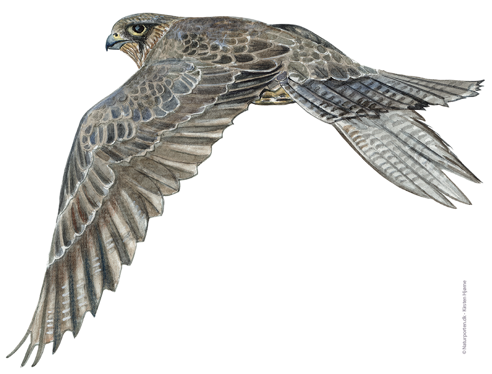 Jagtfalk © Naturporten - Kirsten Hjørne