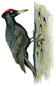 Sortspætte © Naturporten - Kirsten Hjørne