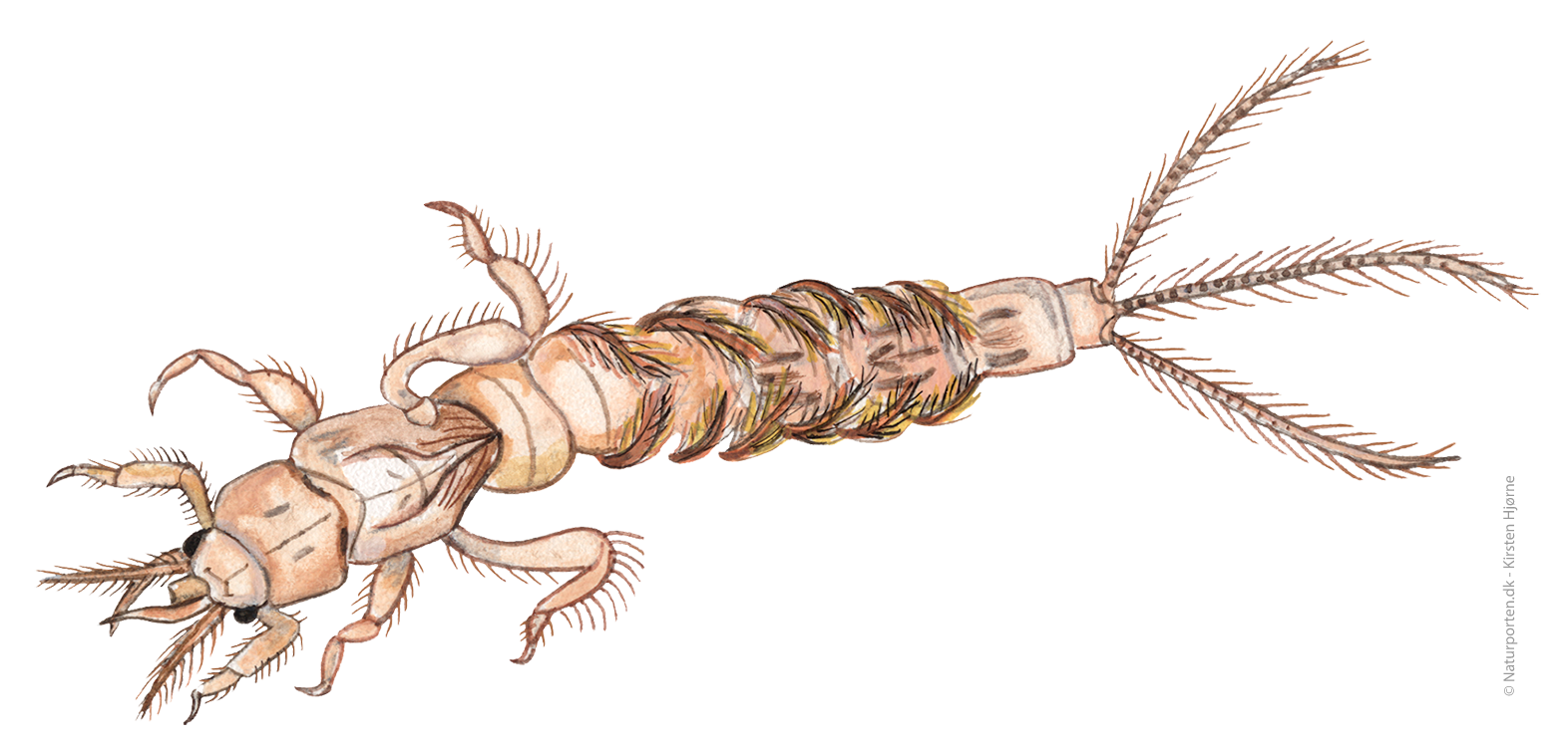 Døgnfluenymfe © Kirsten Hjørne