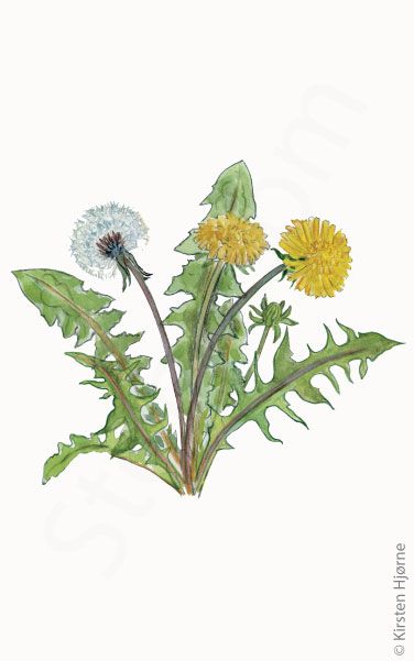 Grønlandsk mælkebøtte © Naturporten - Kirsten Hjørne