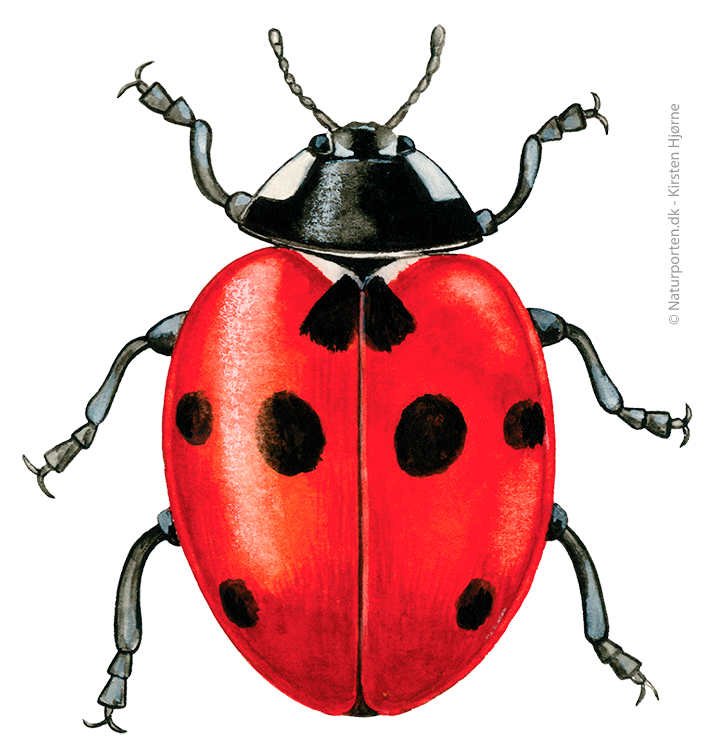 Syvplettet mariehøne © Naturporten - Kirsten Hjørne