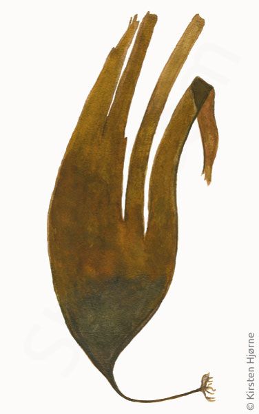 Sortfods bladtang © Naturporten - Kirsten Hjørne