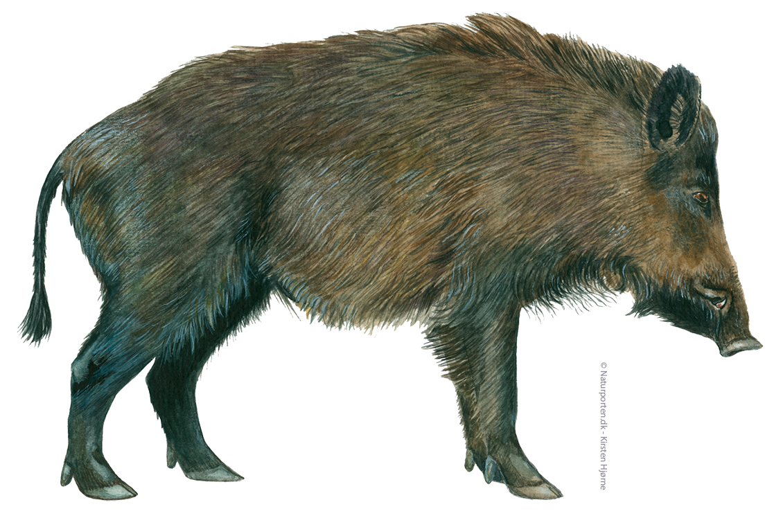 Vildsvin © Naturporten - Kirsten Hjørne