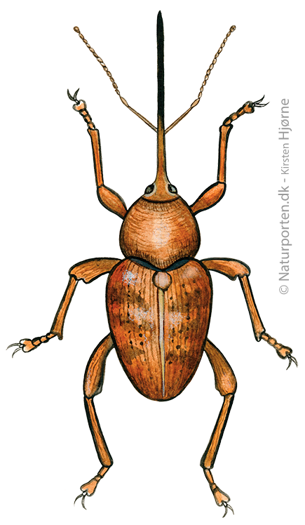 Nøddesnudebille © Naturporten - Kirsten Hjørne