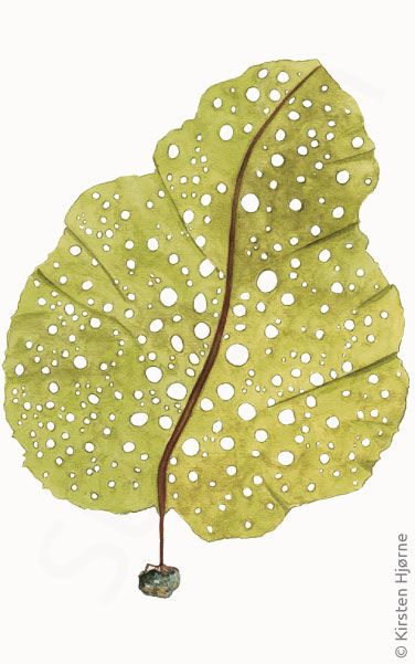 Hultang © Naturporten - Kirsten Hjørne