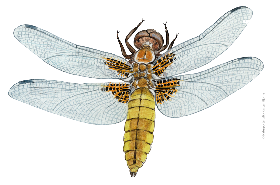 Blå libel hun © Naturporten - Kirsten Hjørne