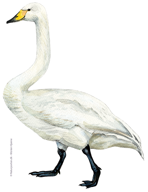 Sangsvane © Naturporten - Kirsten Hjørne