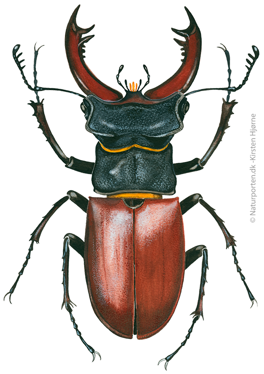 Eghjort  © Naturporten - Kirsten Hjørne