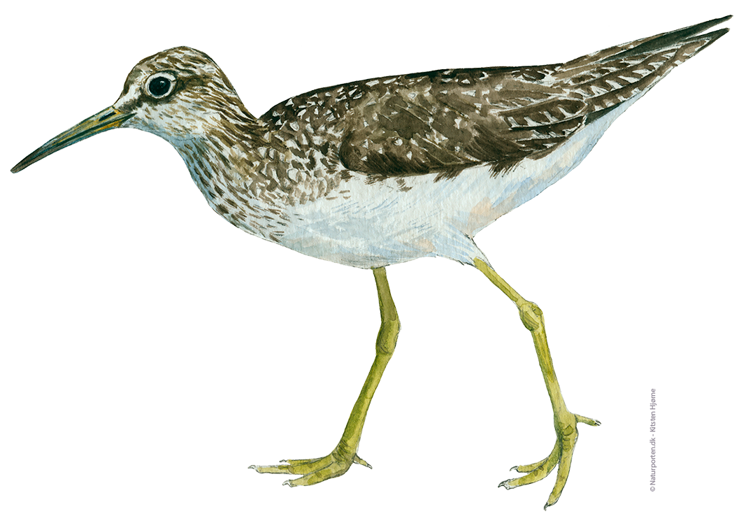 Svaleklire © Naturporten - Kirsten Hjørne