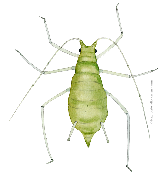 Bladlus © Naturporten - Kirsten Hjørne